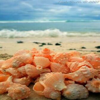 Seashore Wallpaper