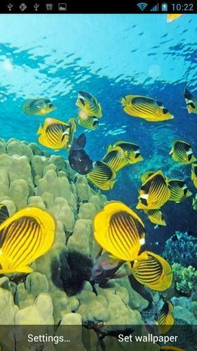 Under The Sea Live Wallpaper S Jpg