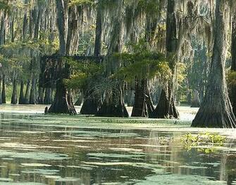 Louisiana Swamp Scenes Paintings