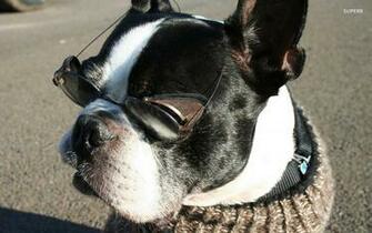 Boston Terrier Wallpaper