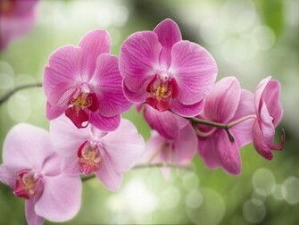 Purple Orchids Wallpaper