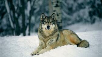 Wolf HD Wallpaper 1080p Desktop Background