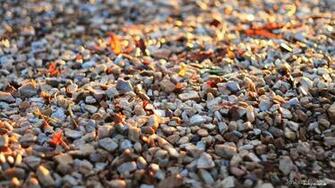 Pebbles Wallpaper Pictures Image