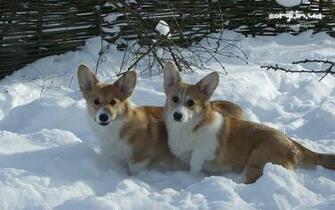 Corgi Ua Corwood Corgis Gallery Wallpaper