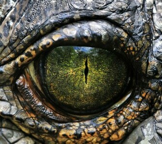 Dragon Eye Wallpaper Screensaver Pre Id