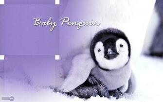 HD Penguin Wallpaper Image In Collection