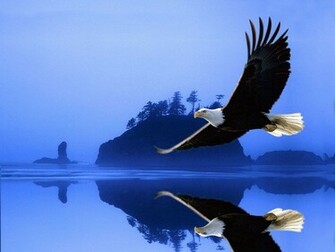 Anger Eagle Bird Wallpaper