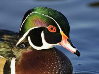 My Screensaver Description Duck Setting For The Game