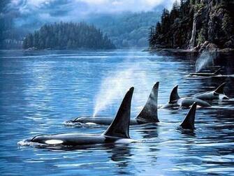 Pod Of Orca Whales Wales Orcinus Aka Killer Whale Belong