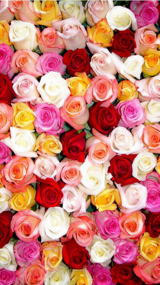 Rose HD Wallpaper iPhone