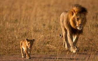 Lion Family Wallpaper Best High