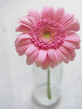 Flower Android Wallpaper