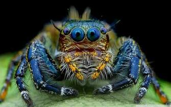 Jumping Spider Macro Insect HD Wallpaper Printed