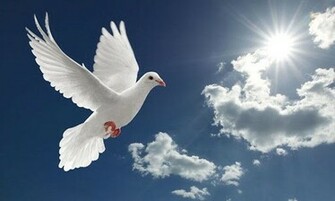 Peace Dove Wallpaper A High Quality The Most App