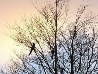 Stavanger Photos Birds On The Tree
