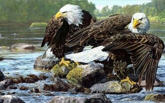Bald Eagles Wallpaper