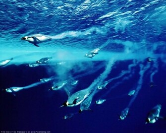Related Pictures Ocean Life Desktop Background Collection