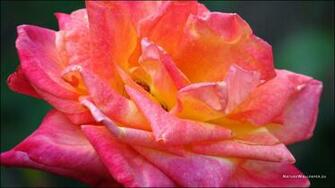 Wallpaper Big Rose Background