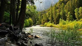 Wallpaper Forest Background Desktop Nature