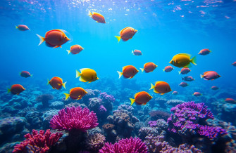 Live Wallpaper Windows Fish