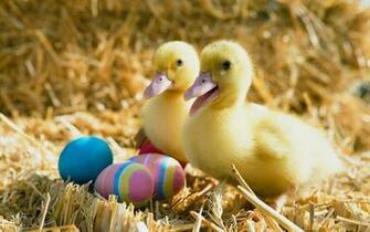 Wallpaper Duck