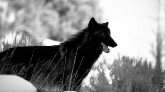 Black Wolf Wallpaper High Quality