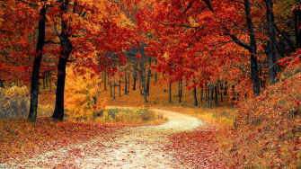 Autumn Trees Forest 4k Wallpaper