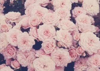 Pink Roses Quotes Than Red Ones