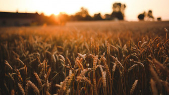 Wheat Field Desktop Wallpaper