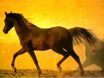 Arabian Horse Wallpaper