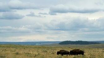 Animals Buffalo High Quality Background