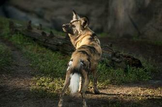 African Wild Dog Wallpaper Background