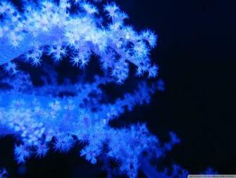 Blue Phosphorescent Corals Ultra HD Desktop Background Wallpaper