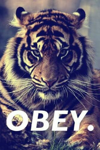 Tiger We Heart It