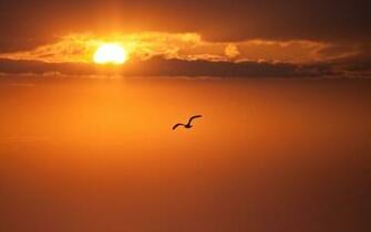 Sunset Clouds Nature Birds Silhouettes Skyscapes Animals HD