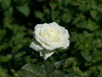 White Roses Wallpaper