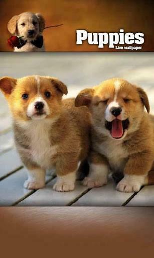Bigger Angry Puppies Live Wallpaper For Android Screenshot
