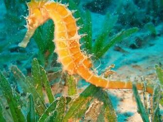 Seahorse Wallpaper
