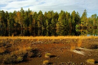 Swamp Background 2nd By Burtn