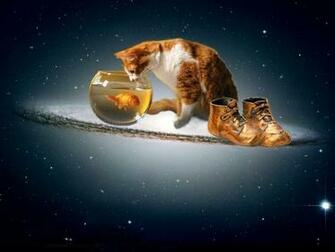 Cat And Fish Wallpaper Amazing Kitty
