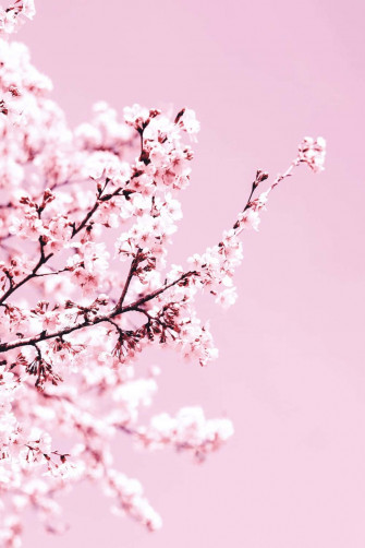 Pink Cherry Blossom Wallpaper