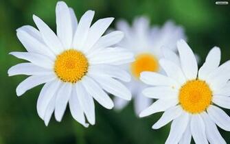 Daisies Wallpaper Photo Desktop