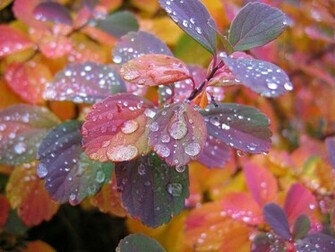 Beautiful Wallpaper Rain For Your Desktop