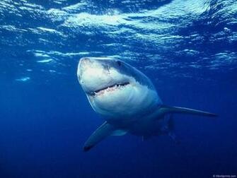 Shark Fishing Wallpaper For iPhone Sharks
