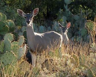 Funny Baby White Tailed Deer