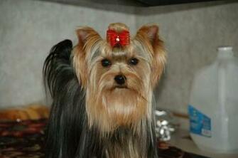 Yorkie Dogs Wallpaper Desktop