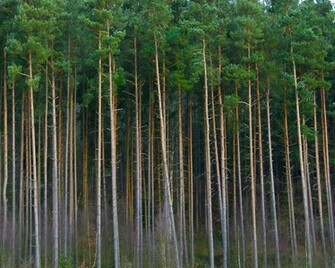 Line Of Pine Trees Background Tree Background