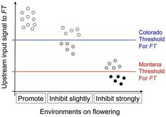 Plos Genetics Unifying Genetic Canalization Constraint
