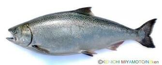 Pin Chinook King Salmon