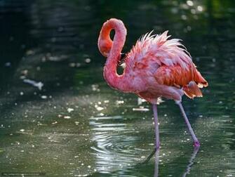 Wallpaper Water Pink Flamingos Bird Desktop